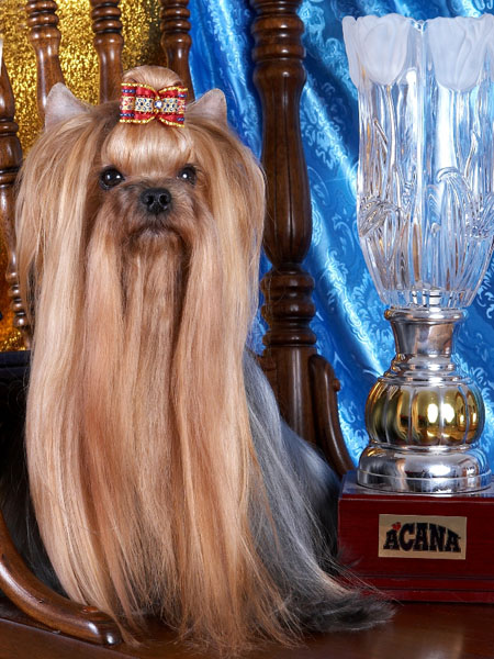 MINI SHOP OT COUTURE &mdash; Labaza DogPedigree YorkshireTerrier